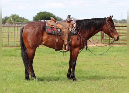 Quarter horse américain, Hongre, 7 Ans, 157 cm, Roan-Bay
