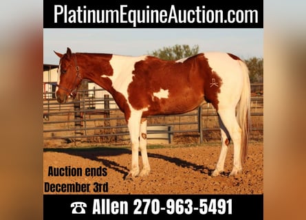 Quarter horse américain, Hongre, 7 Ans, 157 cm, Tobiano-toutes couleurs