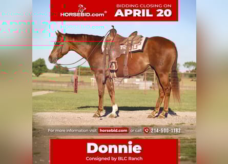 Quarter horse américain, Hongre, 7 Ans, 160 cm, Alezan cuivré