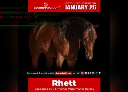 Quarter horse américain, Hongre, 7 Ans, 160 cm, Bai cerise