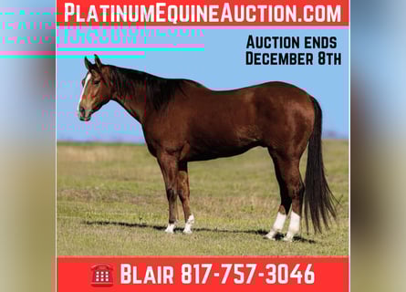 Quarter horse américain, Hongre, 7 Ans, 160 cm, Bai cerise
