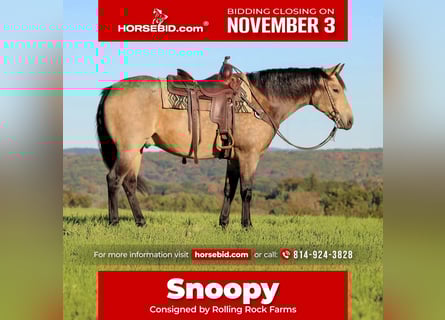 Quarter horse américain, Hongre, 7 Ans, 160 cm, Buckskin