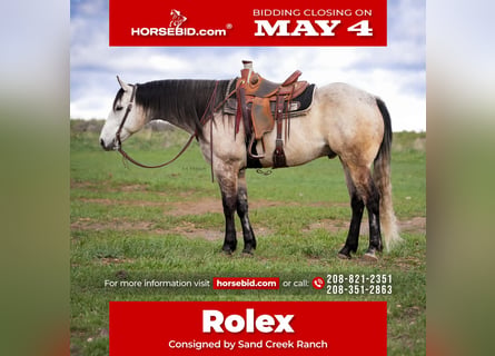 Quarter horse américain, Hongre, 7 Ans, 163 cm, Gris