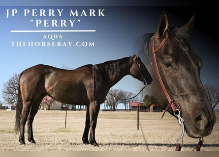 Quarter horse américain, Hongre, 7 Ans, 165 cm, Grullo