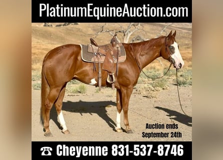 Quarter horse américain, Hongre, 7 Ans, 170 cm, Overo-toutes couleurs