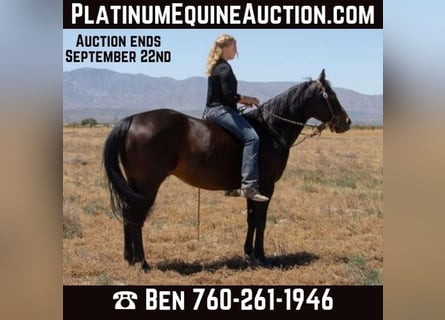 Quarter horse américain, Hongre, 7 Ans, Bai cerise