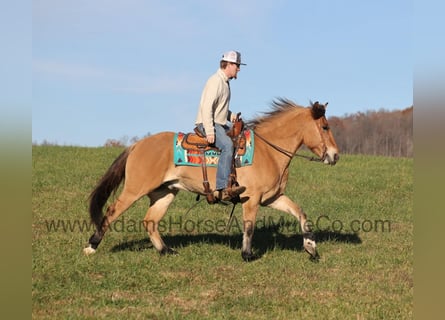 Quarter horse américain, Hongre, 7 Ans, Buckskin