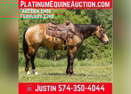 Quarter horse américain, Hongre, 7 Ans, Buckskin