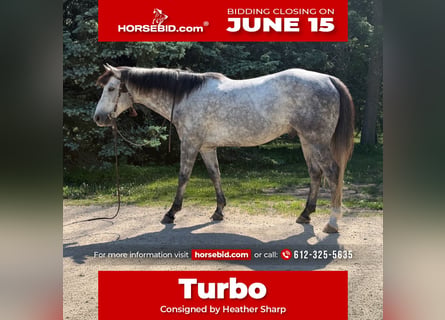 Quarter horse américain, Hongre, 7 Ans, Gris