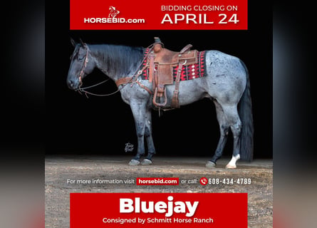 Quarter horse américain, Hongre, 7 Ans, Rouan Bleu