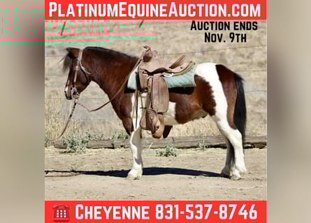 Quarter horse américain, Hongre, 8 Ans, 107 cm, Tobiano-toutes couleurs