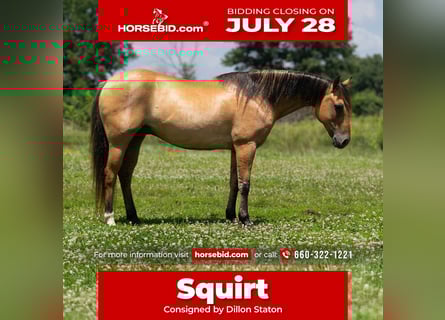 Quarter horse américain, Hongre, 8 Ans, 137 cm, Isabelle