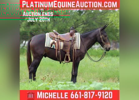 Quarter horse américain, Hongre, 8 Ans, 137 cm, Noir