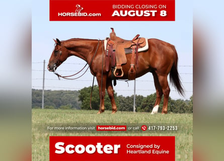 Quarter horse américain, Hongre, 8 Ans, 140 cm, Alezan cuivré