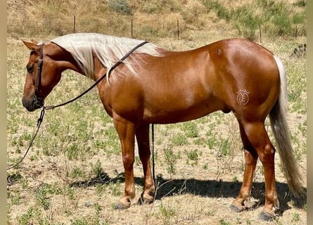 Quarter horse américain, Hongre, 8 Ans, 140 cm, Palomino