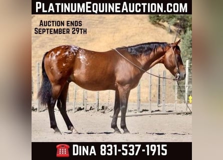 Quarter horse américain, Hongre, 8 Ans, 142 cm, Bai cerise