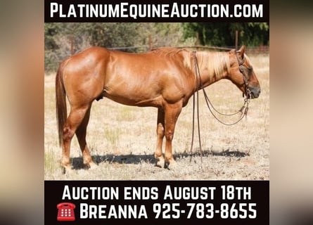 Quarter horse américain, Hongre, 8 Ans, 142 cm, Palomino