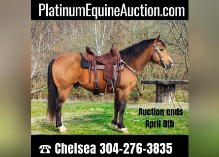 Quarter horse américain, Hongre, 8 Ans, 145 cm, Buckskin