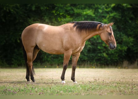 Quarter horse américain, Hongre, 8 Ans, 146 cm, Buckskin