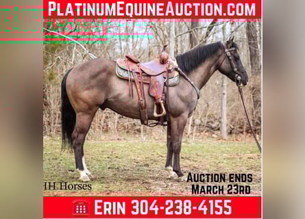 Quarter horse américain, Hongre, 8 Ans, 147 cm, Grullo