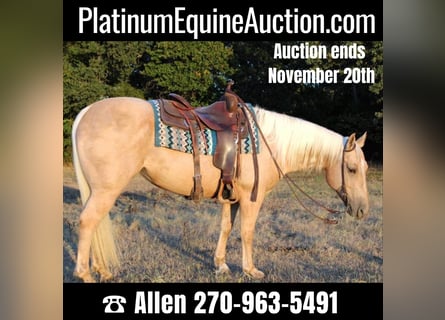 Quarter horse américain, Hongre, 8 Ans, 147 cm, Palomino