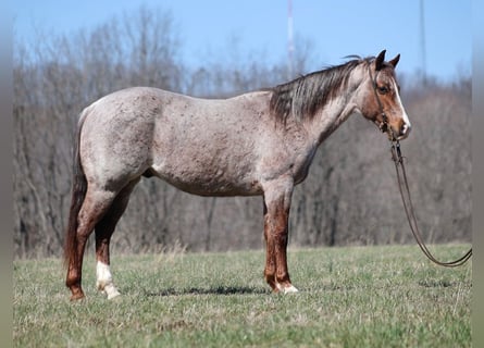 Quarter horse américain, Hongre, 8 Ans, 147 cm, Rouan Rouge