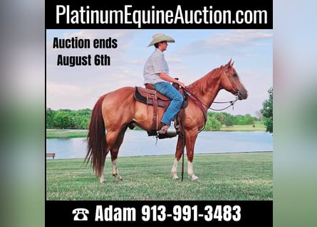 Quarter horse américain, Hongre, 8 Ans, 150 cm, Alezan brûlé
