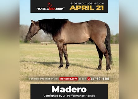 Quarter horse américain, Hongre, 8 Ans, 150 cm, Grullo