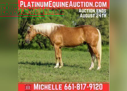 Quarter horse américain, Hongre, 8 Ans, 150 cm, Palomino