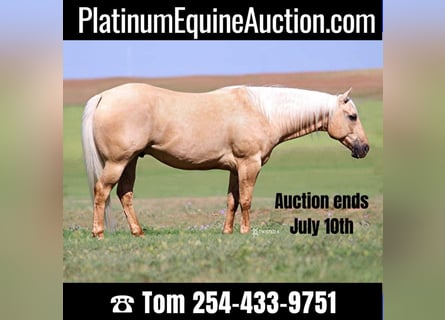 Quarter horse américain, Hongre, 8 Ans, 150 cm, Palomino