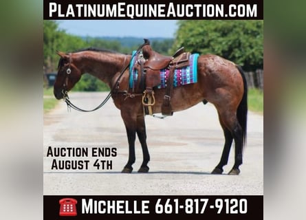 Quarter horse américain, Hongre, 8 Ans, 150 cm, Roan-Bay