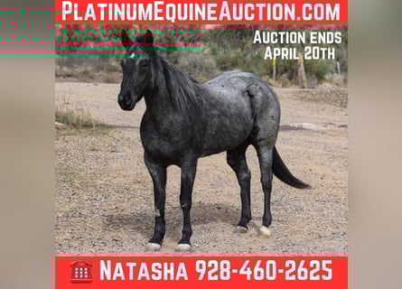 Quarter horse américain, Hongre, 8 Ans, 150 cm, Rouan Bleu