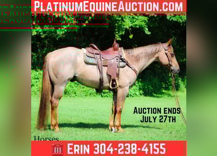 Quarter horse américain, Hongre, 8 Ans, 150 cm, Rouan Rouge