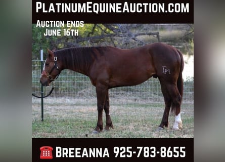 Quarter horse américain, Hongre, 8 Ans, 152 cm, Alezan brûlé