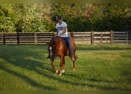 Quarter horse américain, Hongre, 8 Ans, 152 cm, Alezan