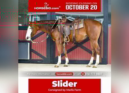 Quarter horse américain, Hongre, 8 Ans, 152 cm, Alezan cuivré