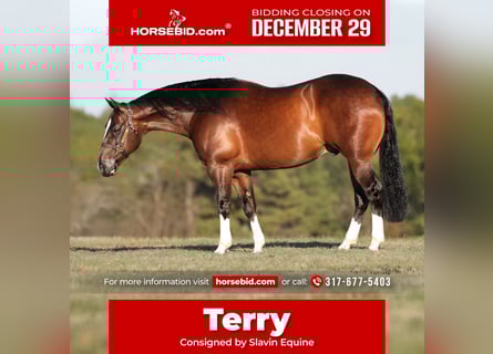 Quarter horse américain, Hongre, 8 Ans, 152 cm, Bai cerise