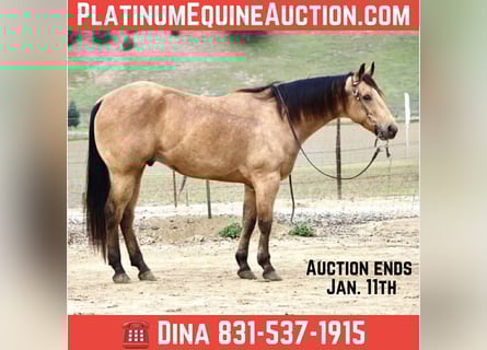 Quarter horse américain, Hongre, 8 Ans, 152 cm, Buckskin