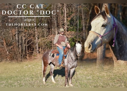 Quarter horse américain, Hongre, 8 Ans, 152 cm, Gris