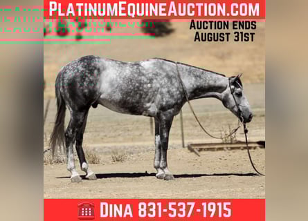 Quarter horse américain, Hongre, 8 Ans, 152 cm, Gris pommelé