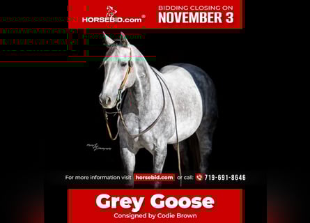 Quarter horse américain, Hongre, 8 Ans, 152 cm, Gris