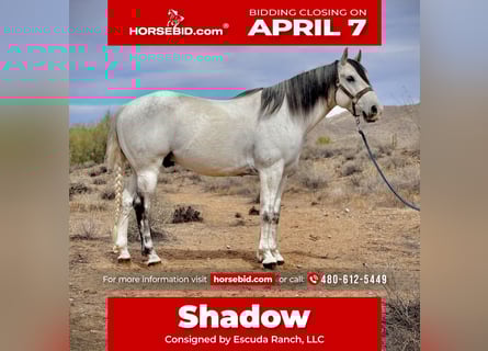 Quarter horse américain, Hongre, 8 Ans, 152 cm, Gris