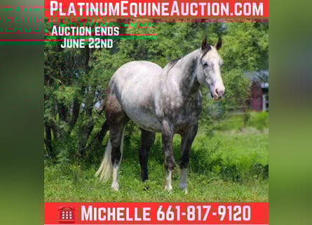 Quarter horse américain, Hongre, 8 Ans, 152 cm, Gris