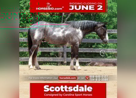 Quarter horse américain Croisé, Hongre, 8 Ans, 152 cm, Rouan Bleu