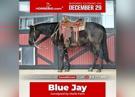 Quarter horse américain, Hongre, 8 Ans, 152 cm, Rouan Bleu