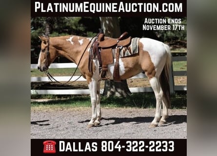 Quarter horse américain, Hongre, 8 Ans, 152 cm, Tobiano-toutes couleurs