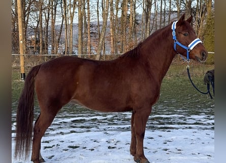Quarter horse américain Croisé, Hongre, 8 Ans, 153 cm, Alezan