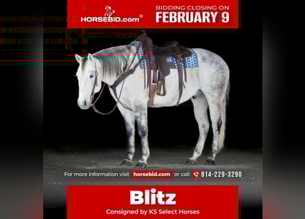 Quarter horse américain, Hongre, 8 Ans, 155 cm, Gris