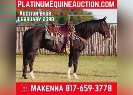 Quarter horse américain, Hongre, 8 Ans, 155 cm, Noir