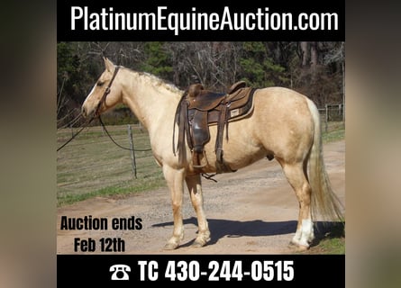 Quarter horse américain, Hongre, 8 Ans, 155 cm, Palomino